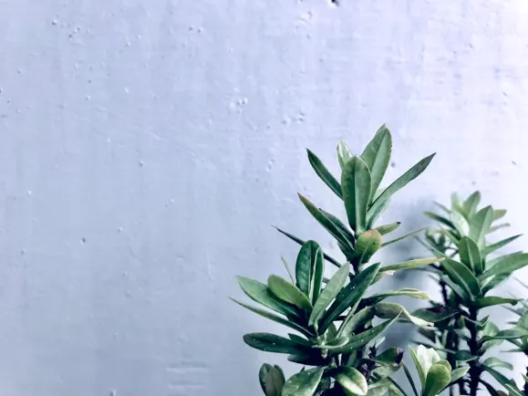 HippoZino Casino Ënnerstëtzung